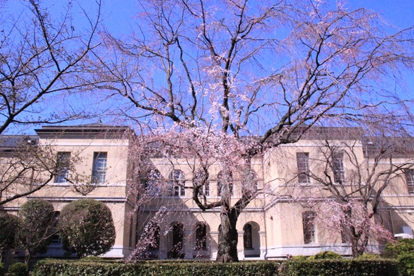 6342-15.3.16祇園しだれ桜　全体　開花状況.jpg